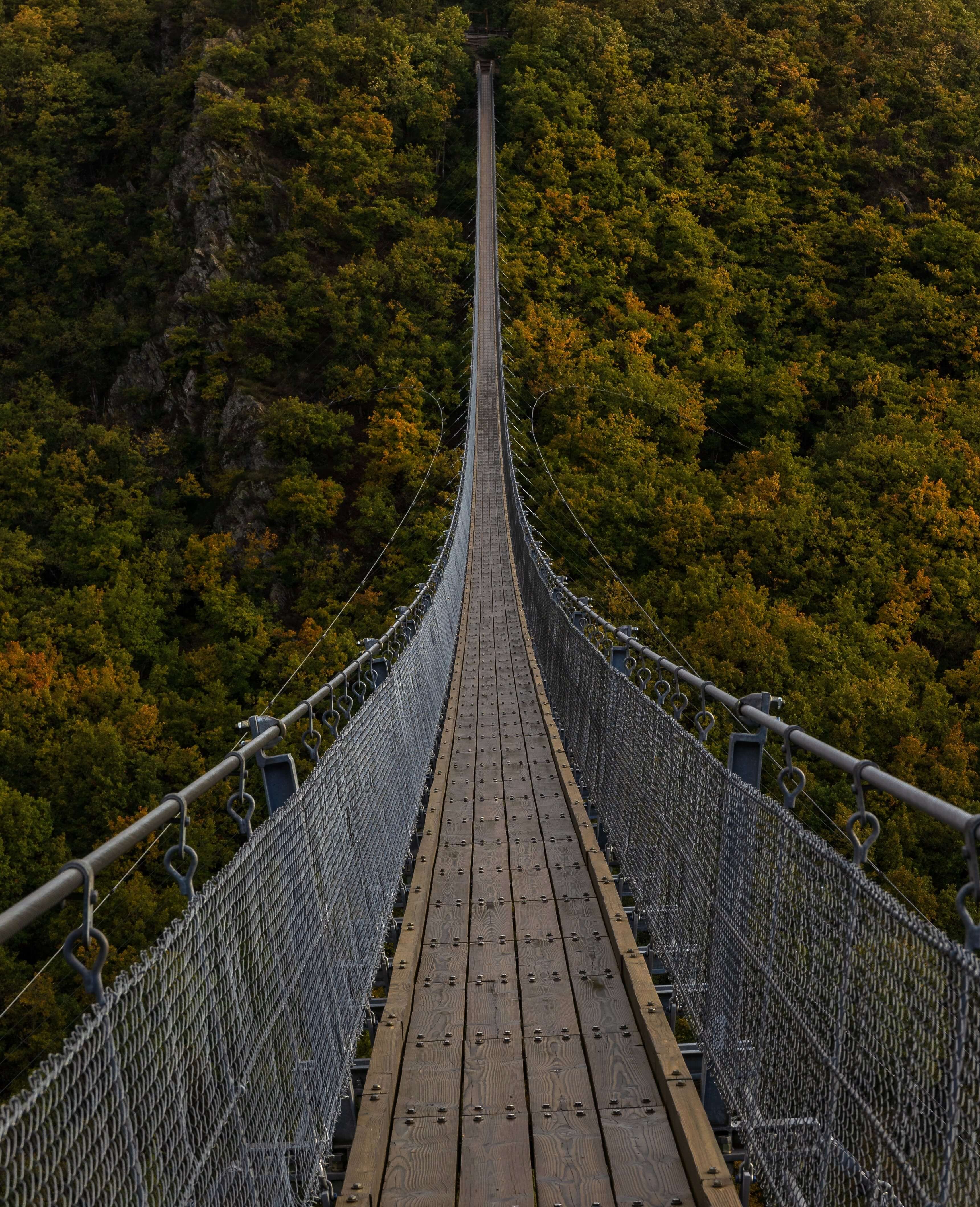 Bridge over a forrest